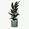 Calathea Rufibarba